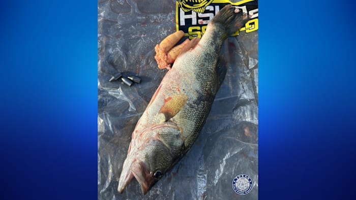 Man arrested, accused of putting weights inside fish during tournament on East Texas lake