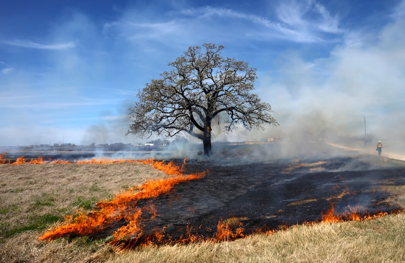 The North Texas Prescribed Burn Association used a backing fire to control a burn on the...