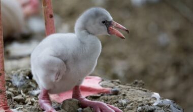 Just Hatched Flamingo Chicks Bring a Sweet Moment at Fort Worth Zoo