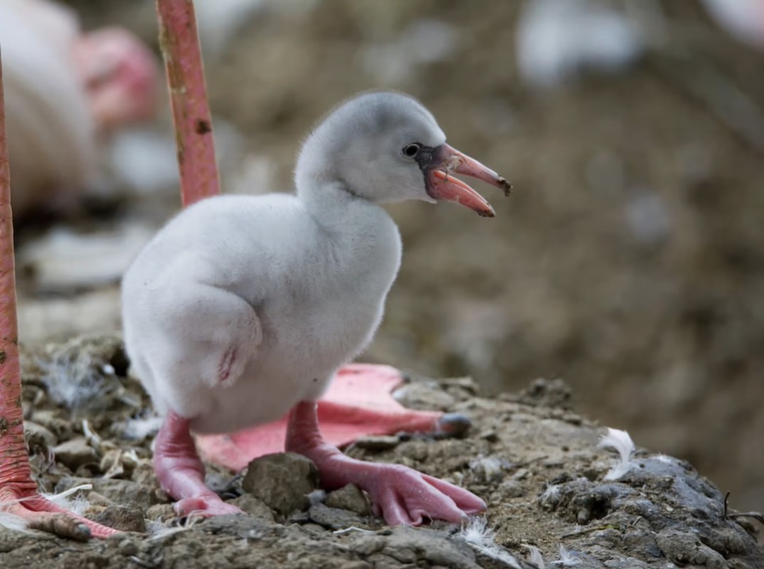 Just Hatched Flamingo Chicks Bring a Sweet Moment at Fort Worth Zoo
