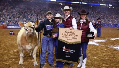 Grand Champion steer named, goes to auction at Houston Livestock Show and Rodeo