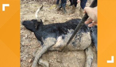 Texas Task Force 1 rescues trapped Longhorn from deep mud in Longview