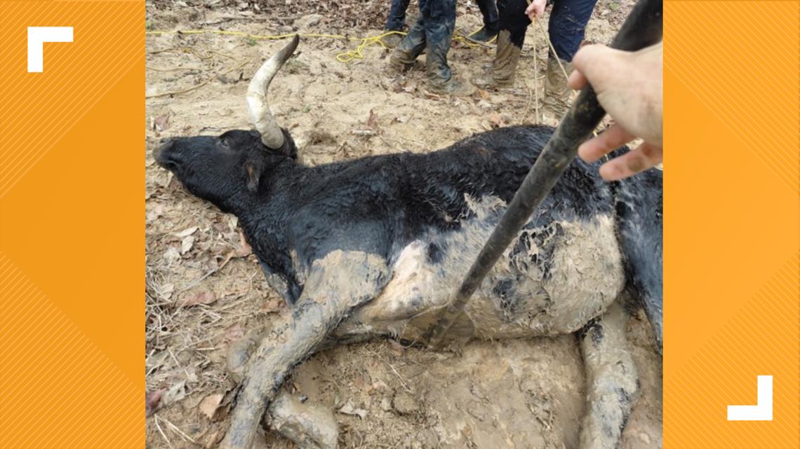 Texas Task Force 1 rescues trapped Longhorn from deep mud in Longview