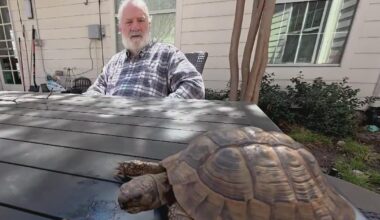 Bobby the tortoise makes his spring comeback at Plano assisted living center