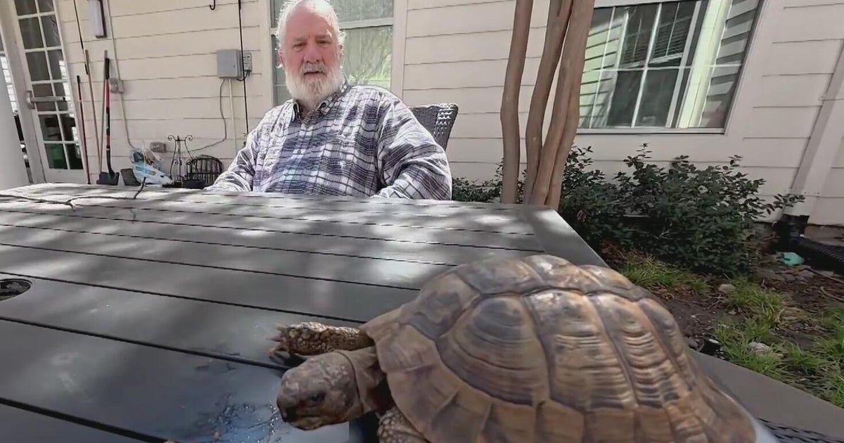 Bobby the tortoise makes his spring comeback at Plano assisted living center
