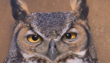 Athena the Owl Returns to Austin and She’s Already Laid an Egg