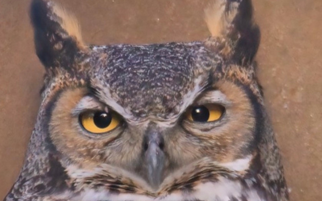 Athena the Owl Returns to Austin and She’s Already Laid an Egg