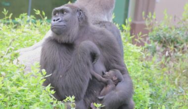 The Dallas Zoo wants you to recycle old electronics and save gorillas, too