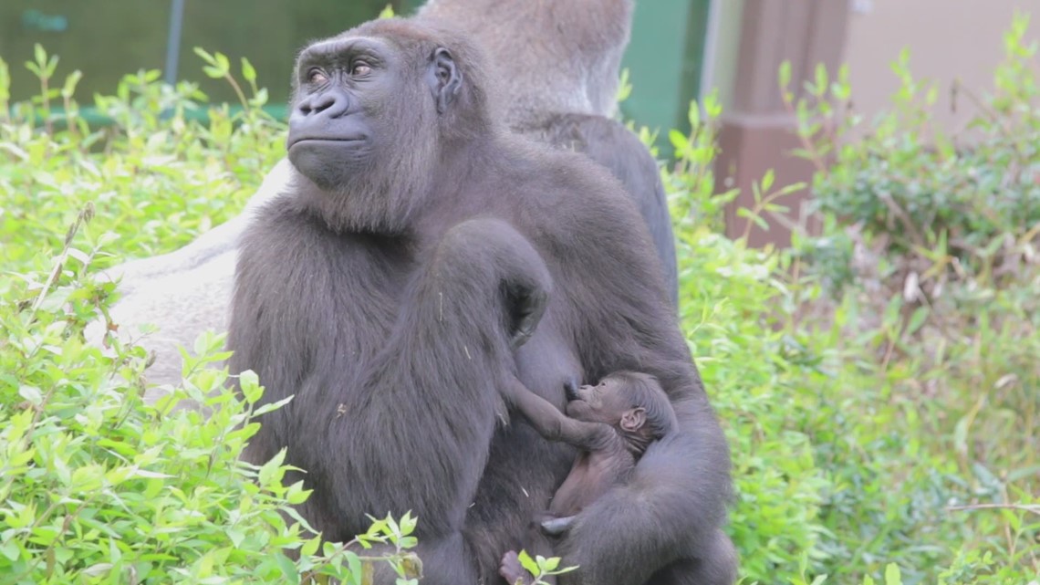 The Dallas Zoo wants you to recycle old electronics and save gorillas, too