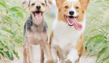 New Dog Treats At United Market Street: Donuts For Doggies