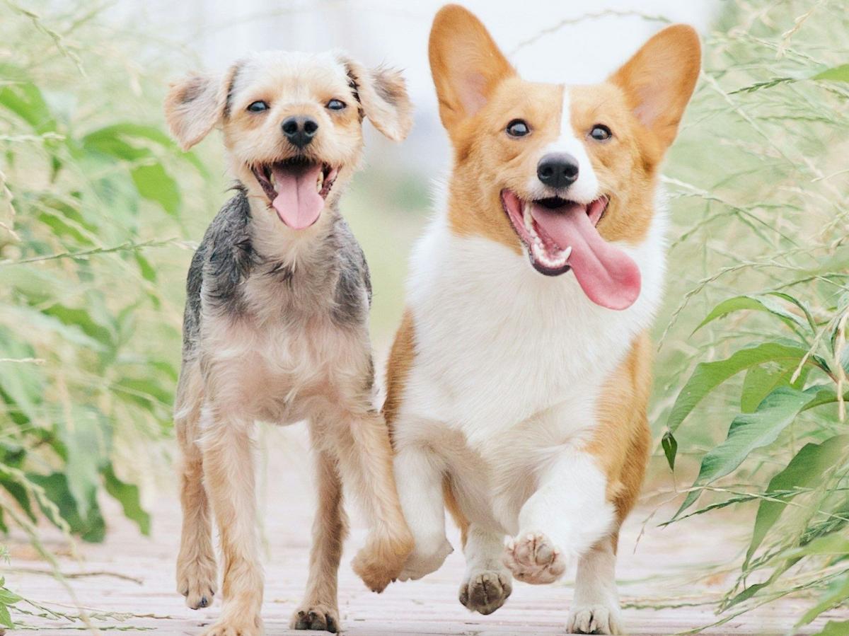 New Dog Treats At United Market Street: Donuts For Doggies