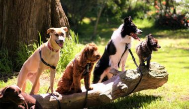 How A $150,000 Grant Will Impact Lubbock's Pet Population