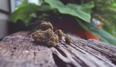 How New Texas Cannabis Laws Could Hurt Local Businesses