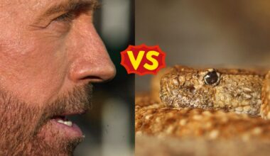 Chuck Norris Died At 86