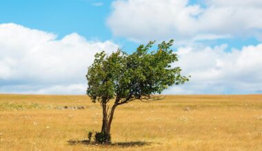 How Windbreaks Can Help Reduce Lubbock's Strong Winds