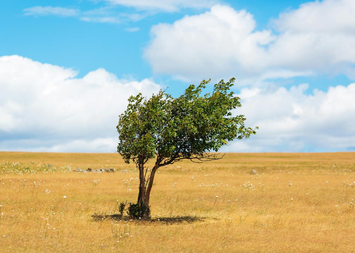 How Windbreaks Can Help Reduce Lubbock's Strong Winds