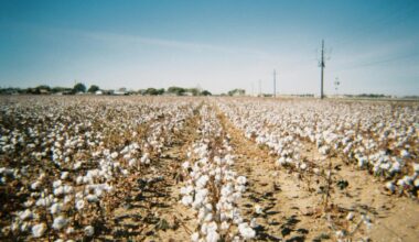 A Look At Decades Of Growth