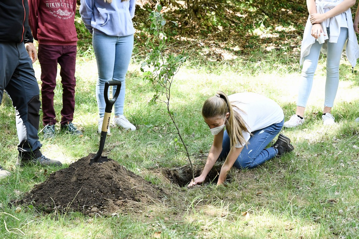 Volunteers Needed For Tree Planting At Paul Harvey Park