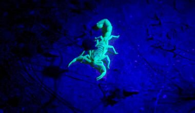 What Early Summer Wildlife Activity Means For El Paso Residents