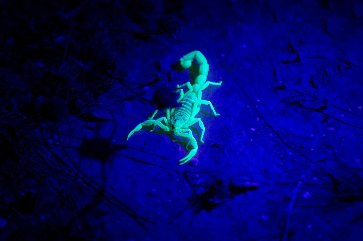 What Early Summer Wildlife Activity Means For El Paso Residents