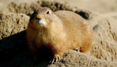 The Things Lubbock Is Most Known For