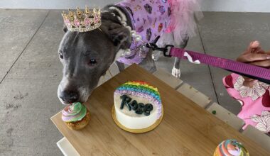 El Paso Pitbull Gets Heartwarming “Celebration of Life” Party