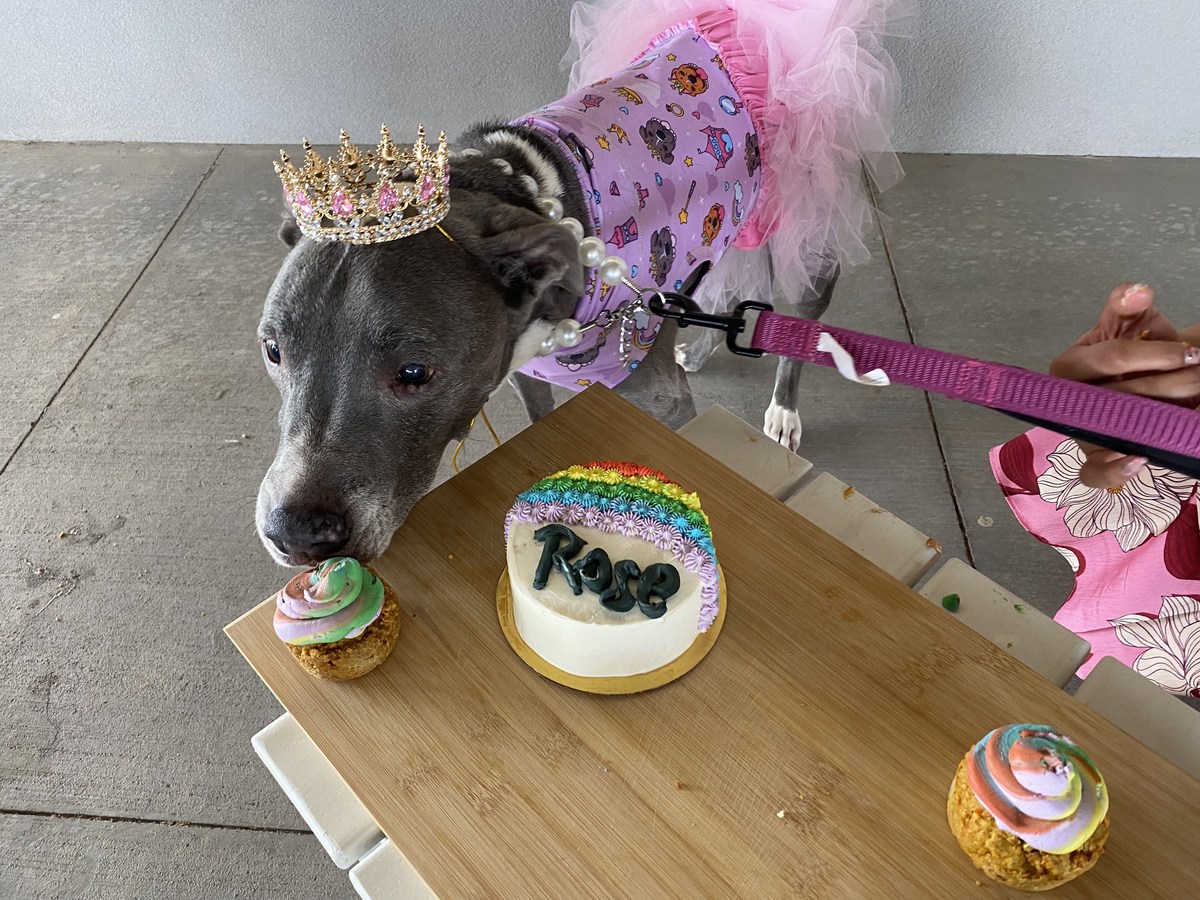 El Paso Pitbull Gets Heartwarming “Celebration of Life” Party