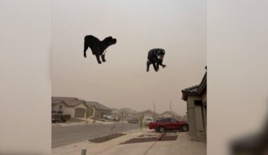 Secure Your Pets—El Paso Winds Might Carry Them Away!