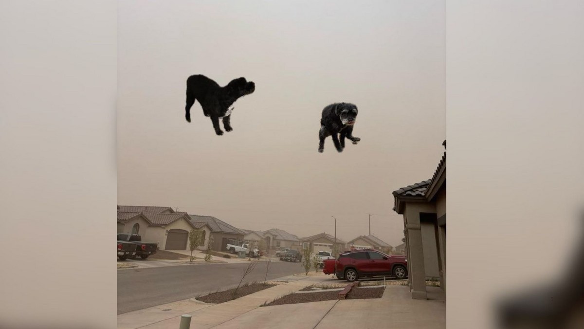 Secure Your Pets—El Paso Winds Might Carry Them Away!