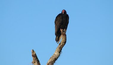 A Tree Full of Vultures Signals Spring in El Paso