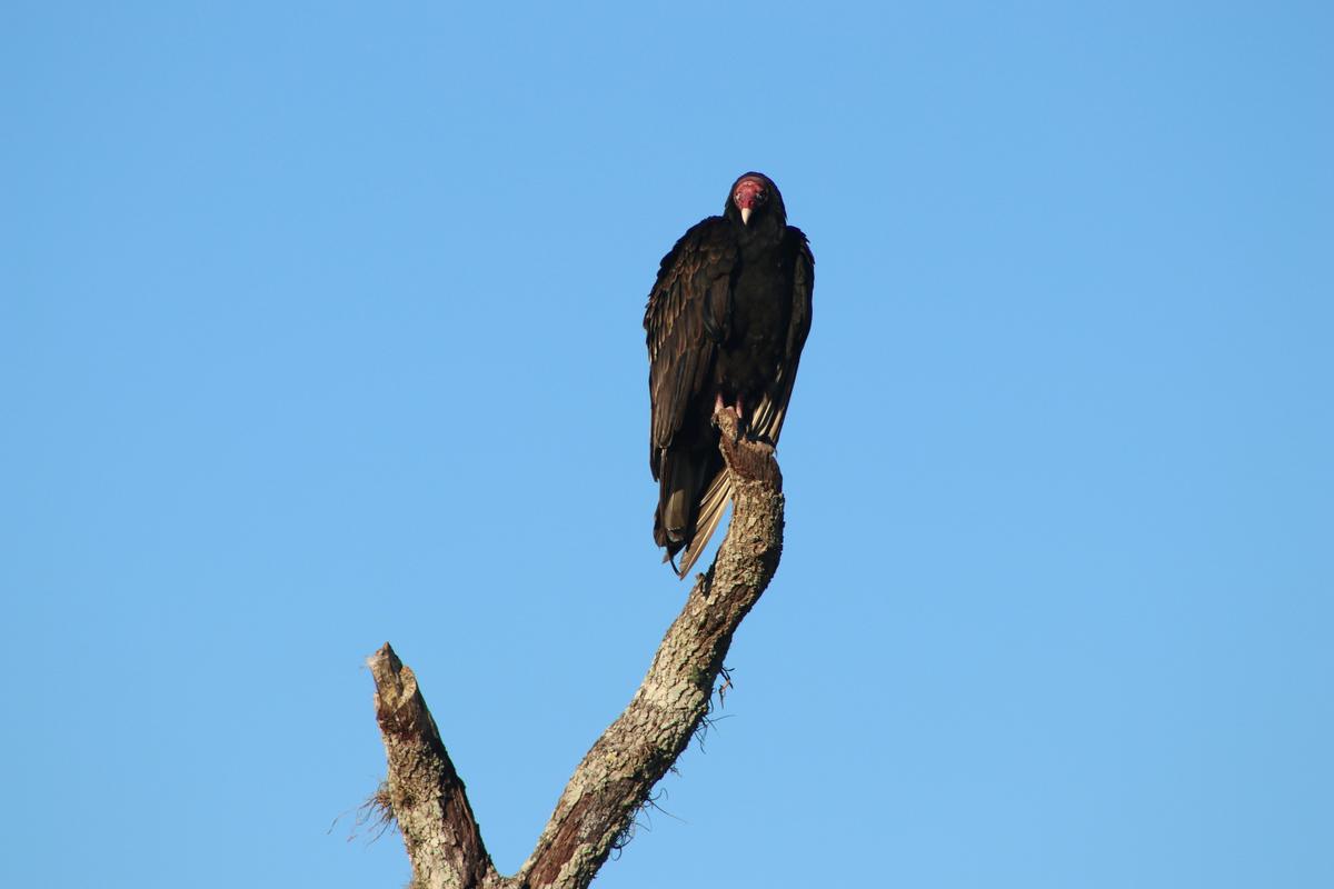 A Tree Full of Vultures Signals Spring in El Paso