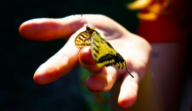 Visit The Magic Of Butterflies Alive At Science Spectrum In Lubbock