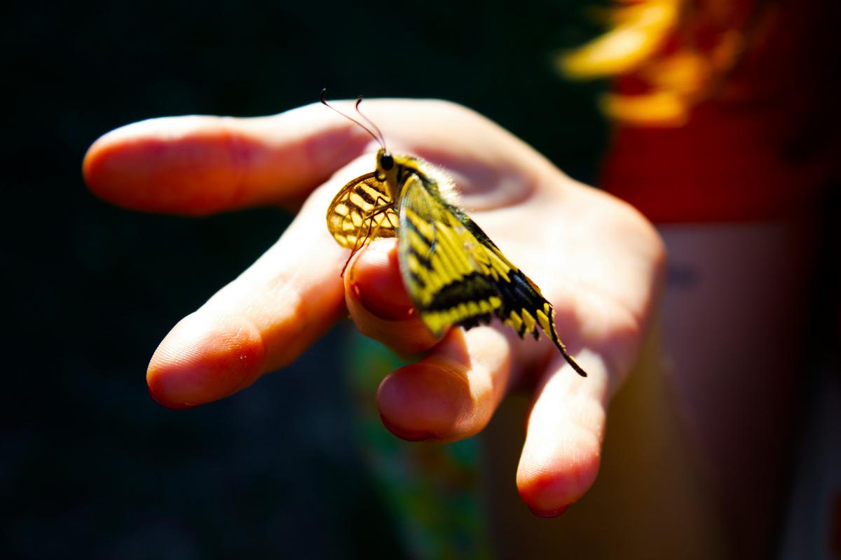 Visit The Magic Of Butterflies Alive At Science Spectrum In Lubbock