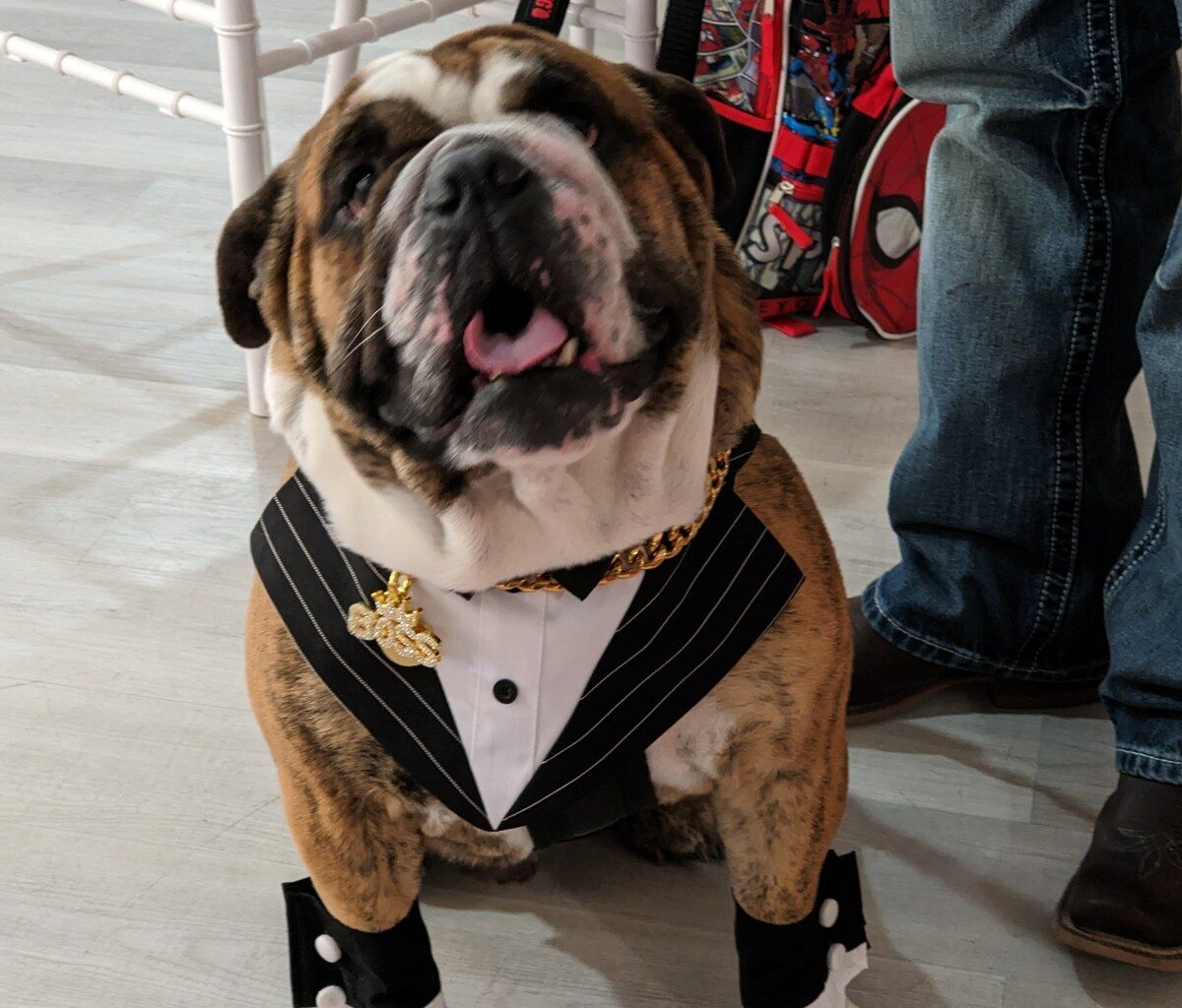 A Night Of Glamour For Local Dogs