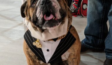 A Night Of Glamour For Local Dogs