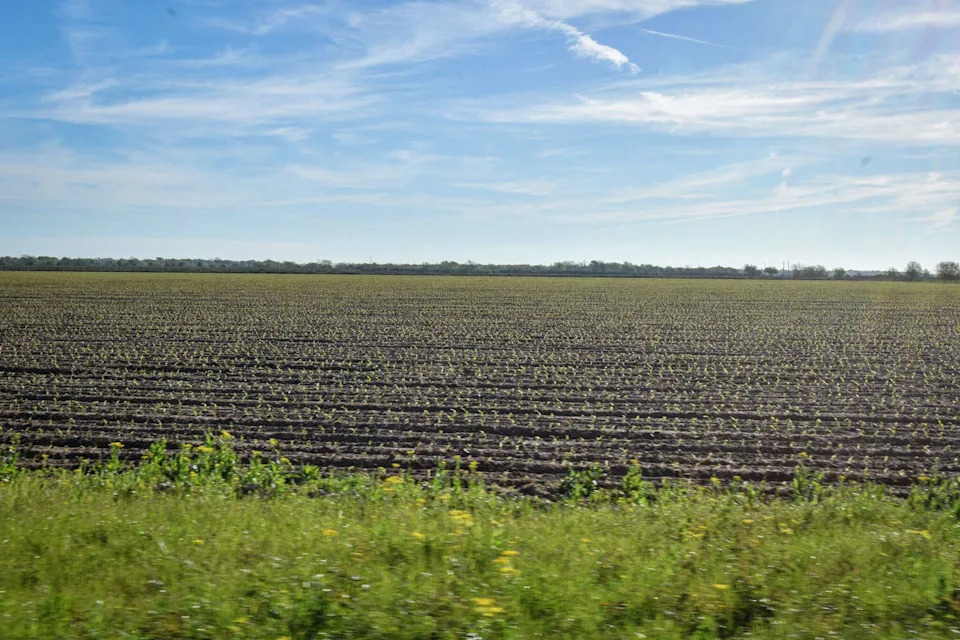A cornfield planted for wildlife provides food for birds and other species on protected land west of Houston. (Ariana Garcia)