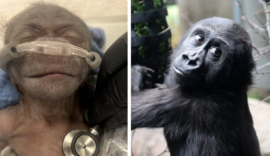 Remember the prematurely born baby gorilla from the Fort Worth Zoo? We checked in on her 2 years later.