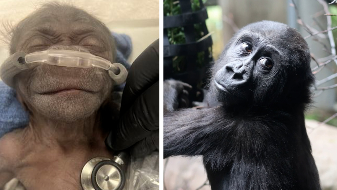 Remember the prematurely born baby gorilla from the Fort Worth Zoo? We checked in on her 2 years later.