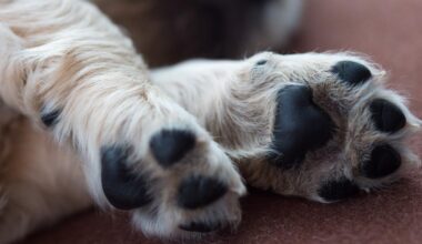 No fee to adopt at 'Sunday Funday' event for City of San Antonio ACS