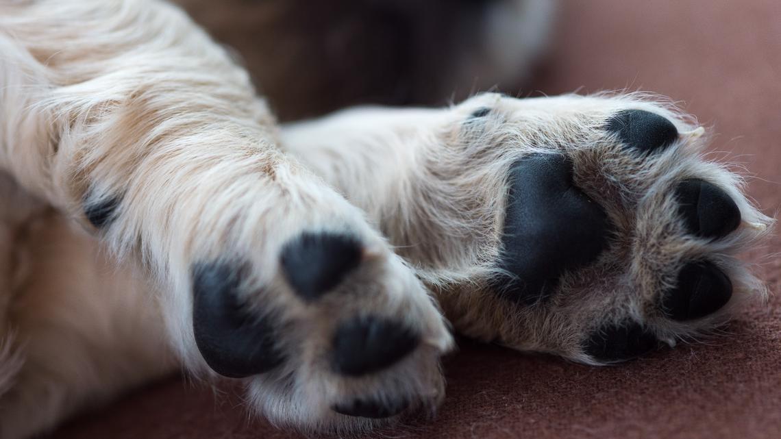 No fee to adopt at 'Sunday Funday' event for City of San Antonio ACS