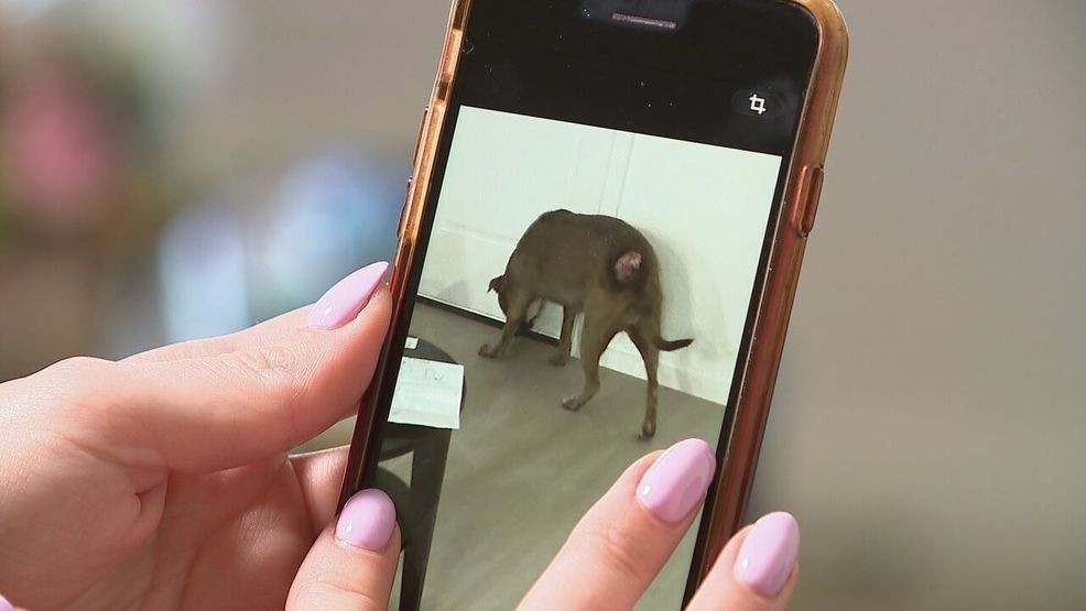 Jurisdiction confusion: Woman says agencies turned her away as sick dog suffered