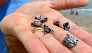Tiny but dangerous: ‘Blue dragons’ washing up on Texas beaches, Harte Institute warns