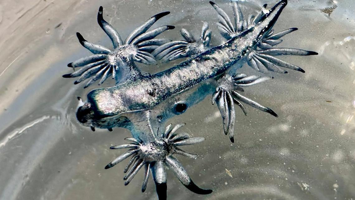 Blue dragons washing up on Texas beaches