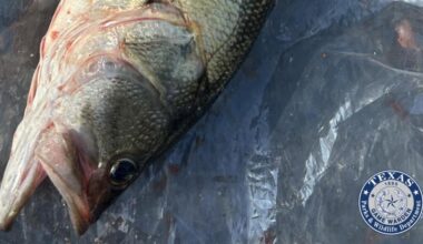 Fishing tournament participant charged after what Texas Game Wardens said was found in fish