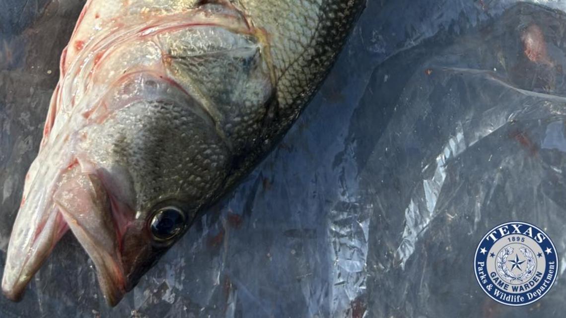 Fishing tournament participant charged after what Texas Game Wardens said was found in fish