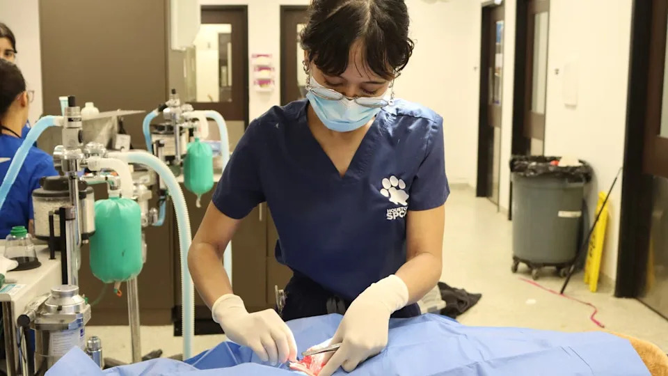 <div>Credit: Houston SPCA</div>