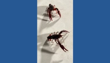 Corpus Christi Crawfish Fest & Saltwater Angler Boat Show brings food, fun, and coastal vibes