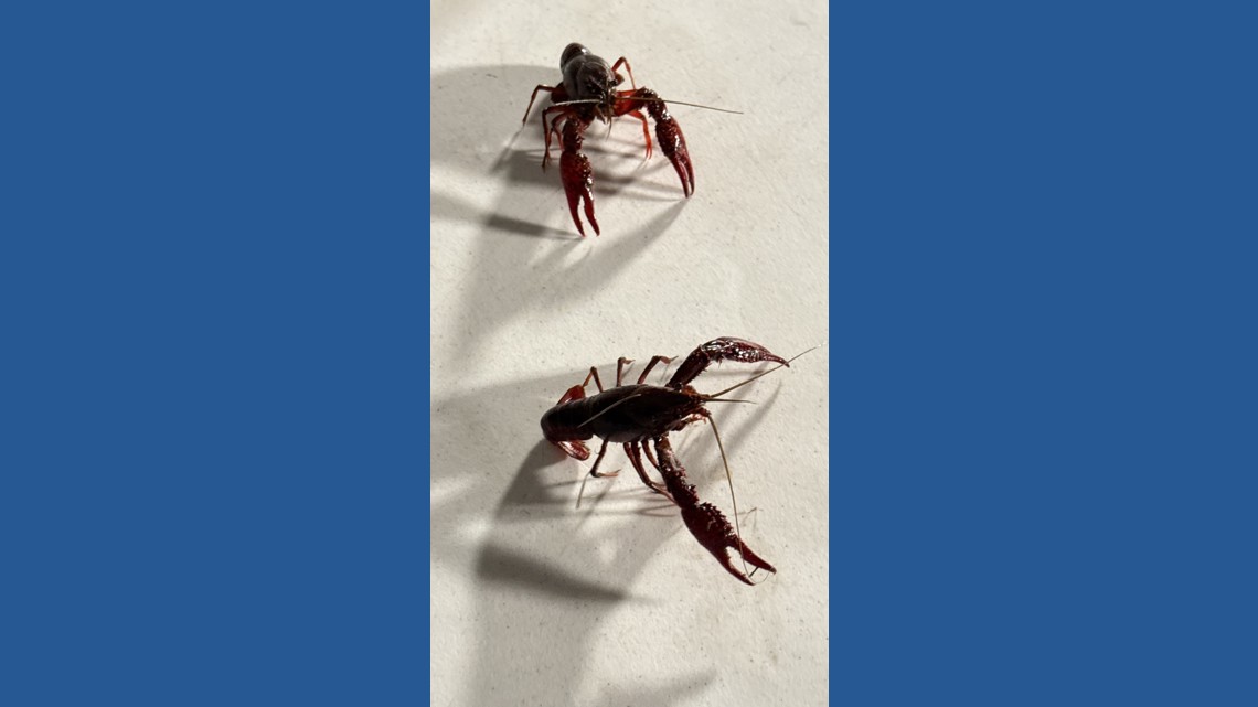 Corpus Christi Crawfish Fest & Saltwater Angler Boat Show brings food, fun, and coastal vibes