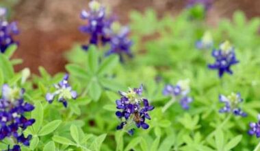 San Antonio blossoms with Bexar Blooms bluebonnet project