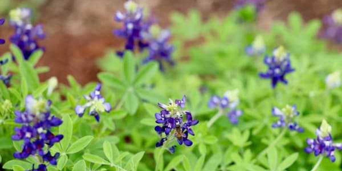 San Antonio blossoms with Bexar Blooms bluebonnet project